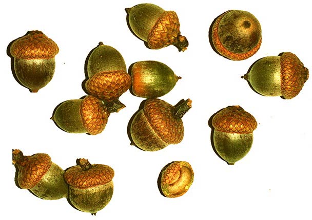 acorns