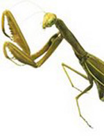 Mantis