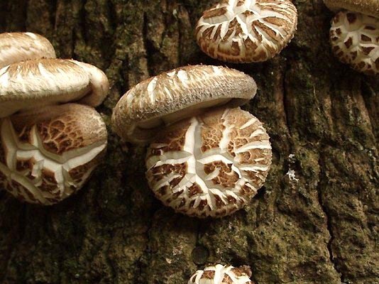 Mushrooms Growing