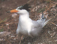 Chinese Crested Term (Sterna Bernsteini, Schlegel 1863)